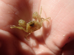 Halicarcinus