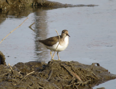 Actitis hypoleucos