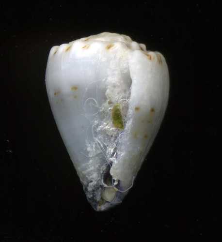 Conus nanus observed 2007-12-19
