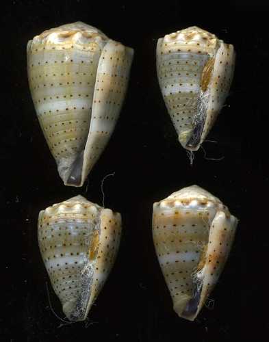 Conus abbreviatus observed 2007-12-19