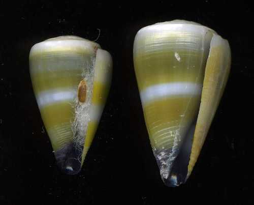 Conus flavidus observed 2007-12-19