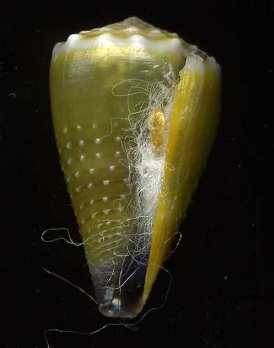 Conus lividus observed 2007-12-19