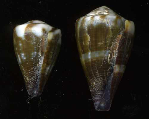 Conus rattus observed 2007-12-19