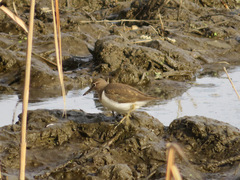 Actitis hypoleucos