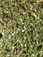 Pimelea prostrata