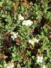 Pimelea prostrata