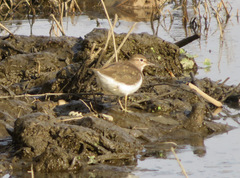 Actitis hypoleucos