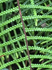 Gleichenia microphylla