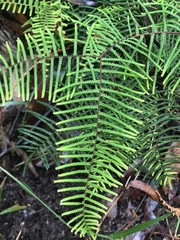 Gleichenia microphylla