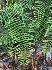 Gleichenia microphylla