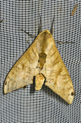 Pseudoclanis occidentalis