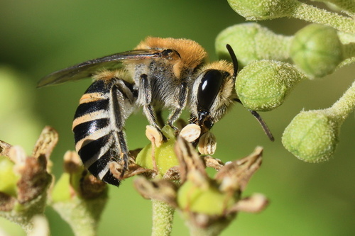 Ivy Cellophane Bee