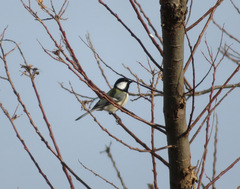 Parus minor