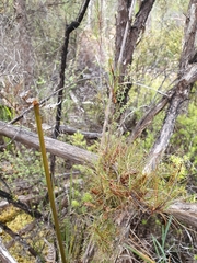 Dracophyllum longifolium