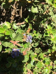 Ceanothus gloriosus