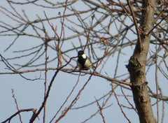 Parus minor