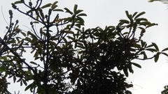 Ficus lutea