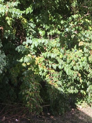 Lonicera maackii