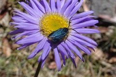 Turneriprocris dolens