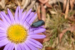Turneriprocris dolens