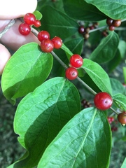 Lonicera maackii