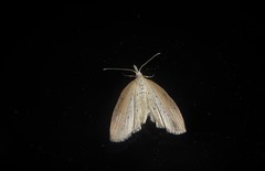 Microdes epicryptis