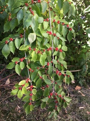 Lonicera maackii