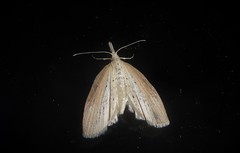 Microdes epicryptis