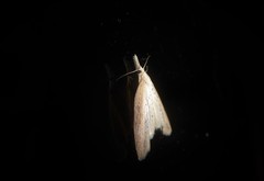 Microdes epicryptis