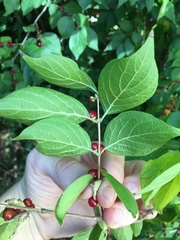 Lonicera maackii