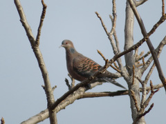 Streptopelia orientalis