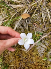Wahlenbergia pygmaea