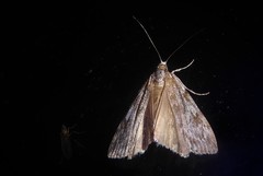 Scoparia halopis