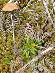 Wahlenbergia pygmaea