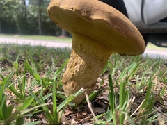 Boletus luridellus