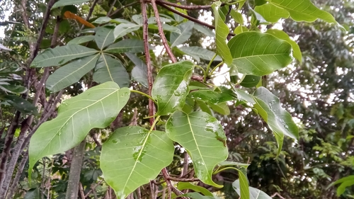 Ficus polita image