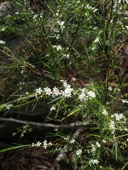Baeckea linifolia
