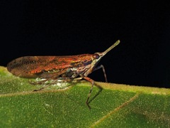 Prolepta ferocula