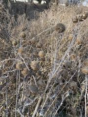 Cirsium ciliatum