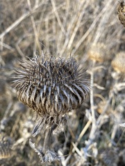 Cirsium ciliatum