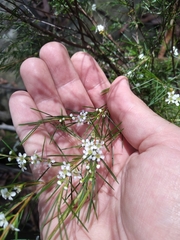Baeckea linifolia