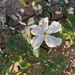 Trichosanthes scabra - Photo 由 Wich’yanan L 所上傳的 (c) Wich’yanan L，保留部份權利CC BY