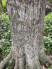 Planchonella eerwah