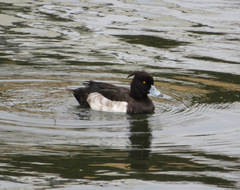 Aythya fuligula