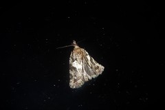 Harmologa