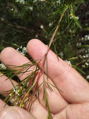 Baeckea linifolia