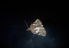 Harmologa