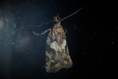 Harmologa