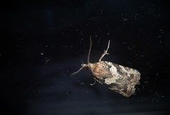 Harmologa