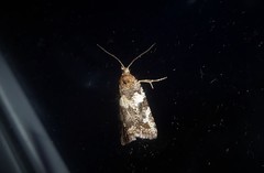 Harmologa